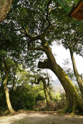 オガタマノキの画像