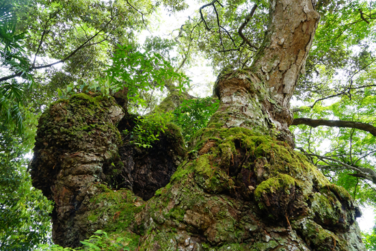 イチイガシ（大洲市肱川町）の画像2