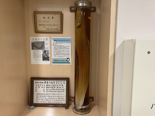 大ウナギの画像