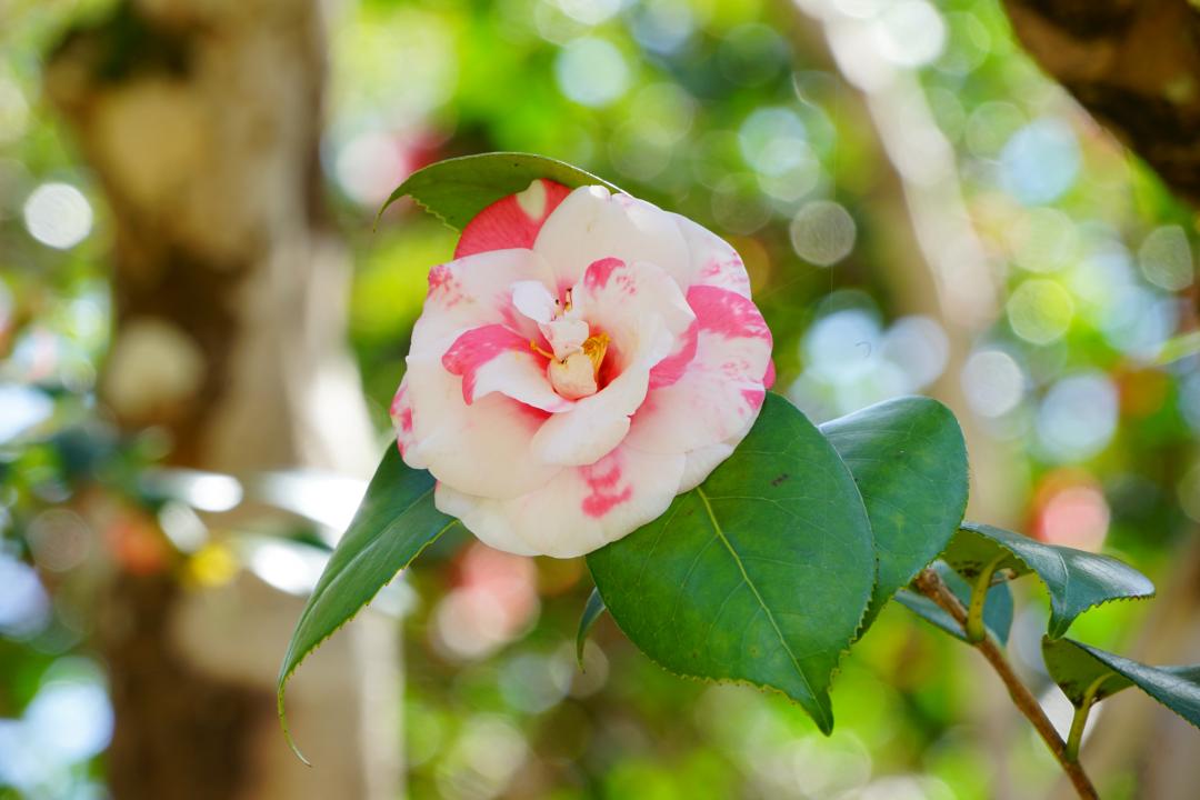 如法寺のツバキの画像3