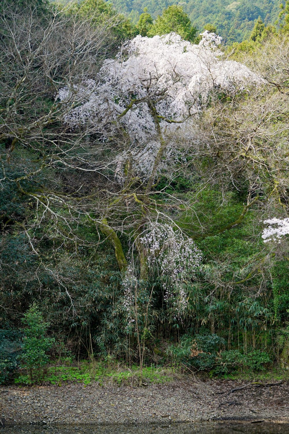 イトザクラの画像