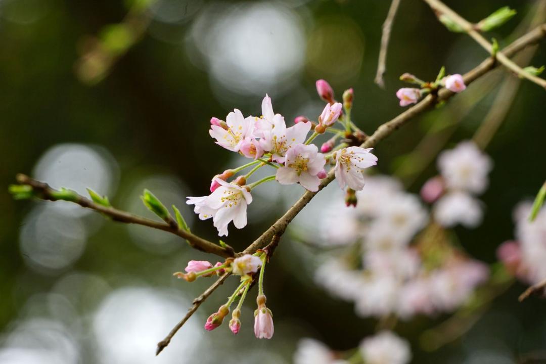 イトザクラの花弁