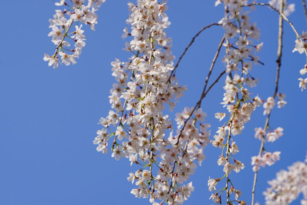 石畳東のシダレザクラ4