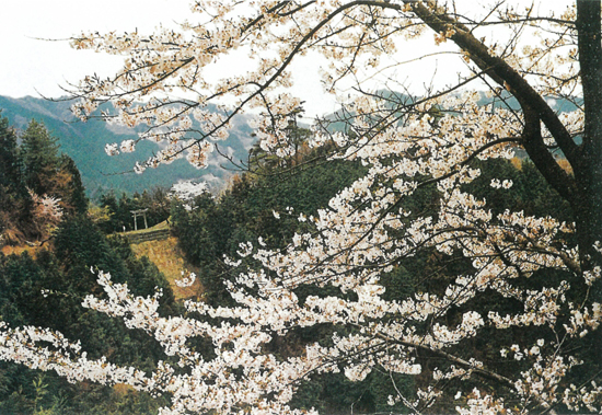 千疋のサクラの画像