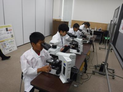 細菌の観察の様子