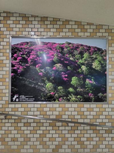 大川嶺のツルギミツバツツジ（久万高原町）